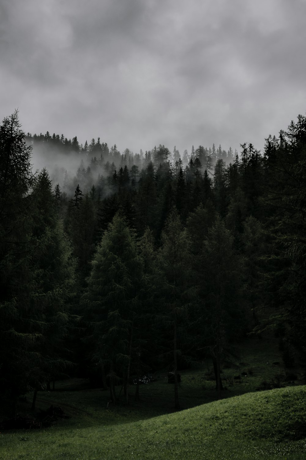 a black and white photo of a forest