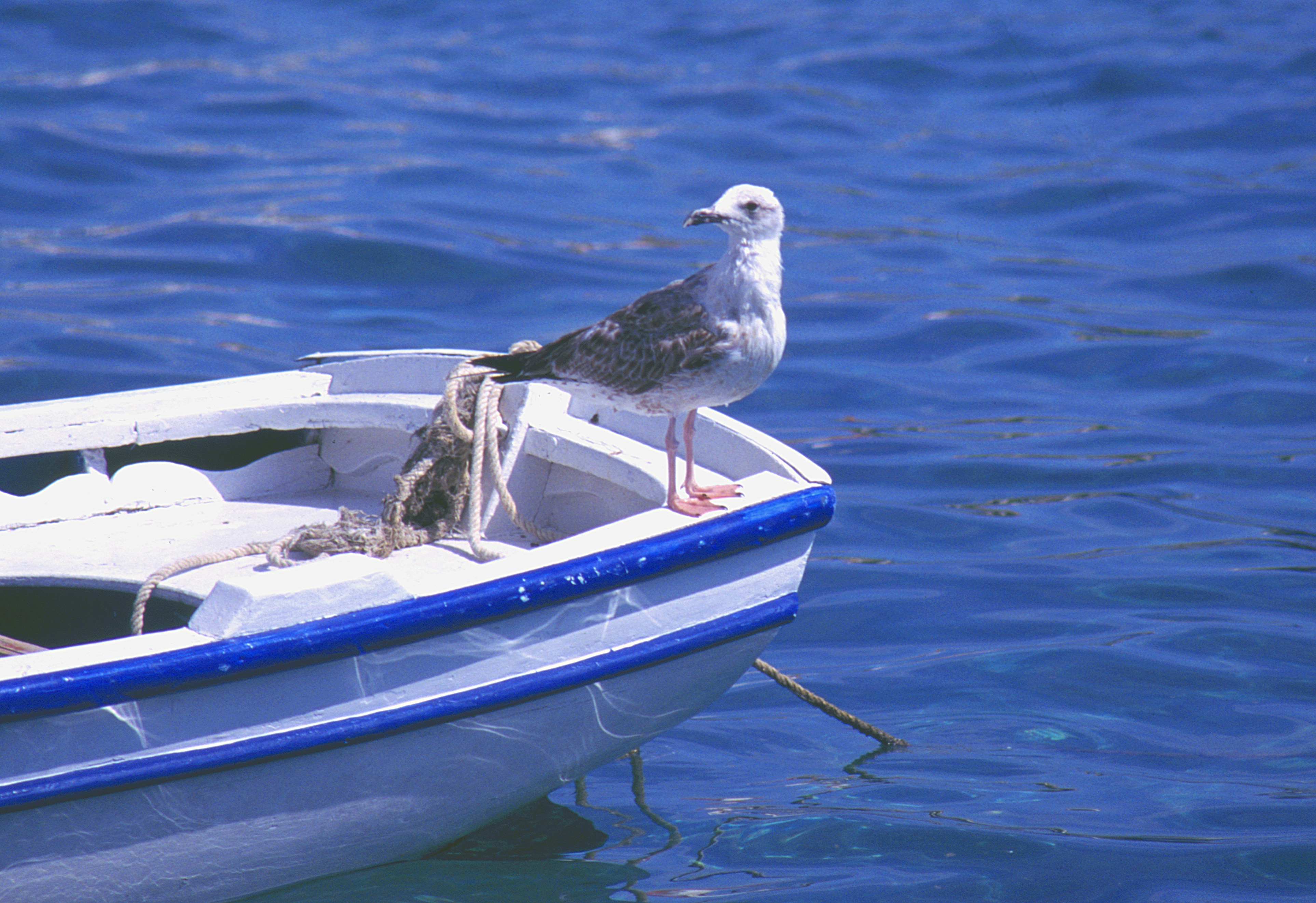 Un gabbiano seduto su una barca nell'acqua