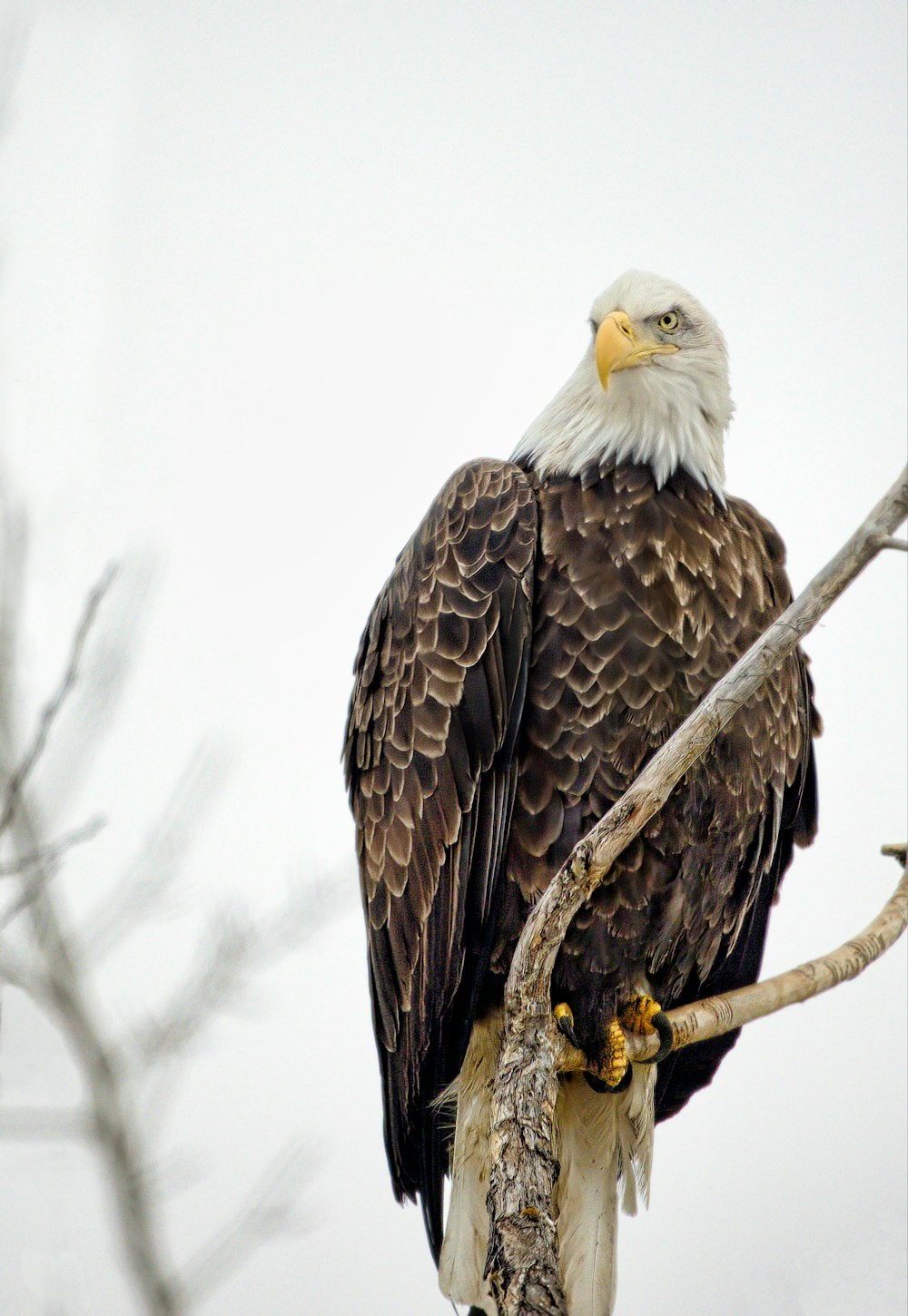 a bald eagle perched on top of a tree branch