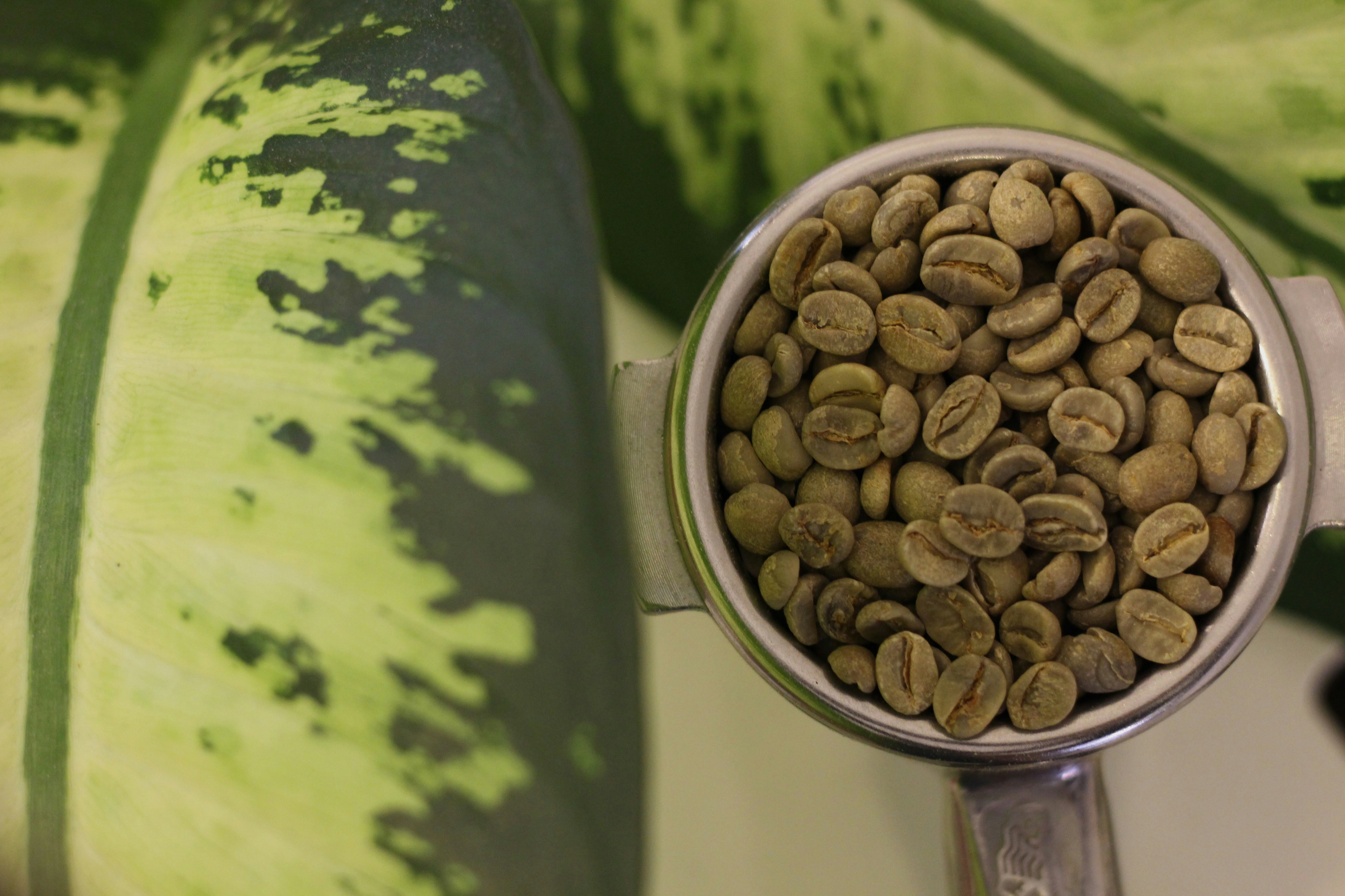 Fresh green yerba mate leaves showcasing natural caffeine feature that provides clean energy for active lifestyle enthusiasts