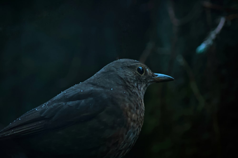 a close up of a bird on a tree branch