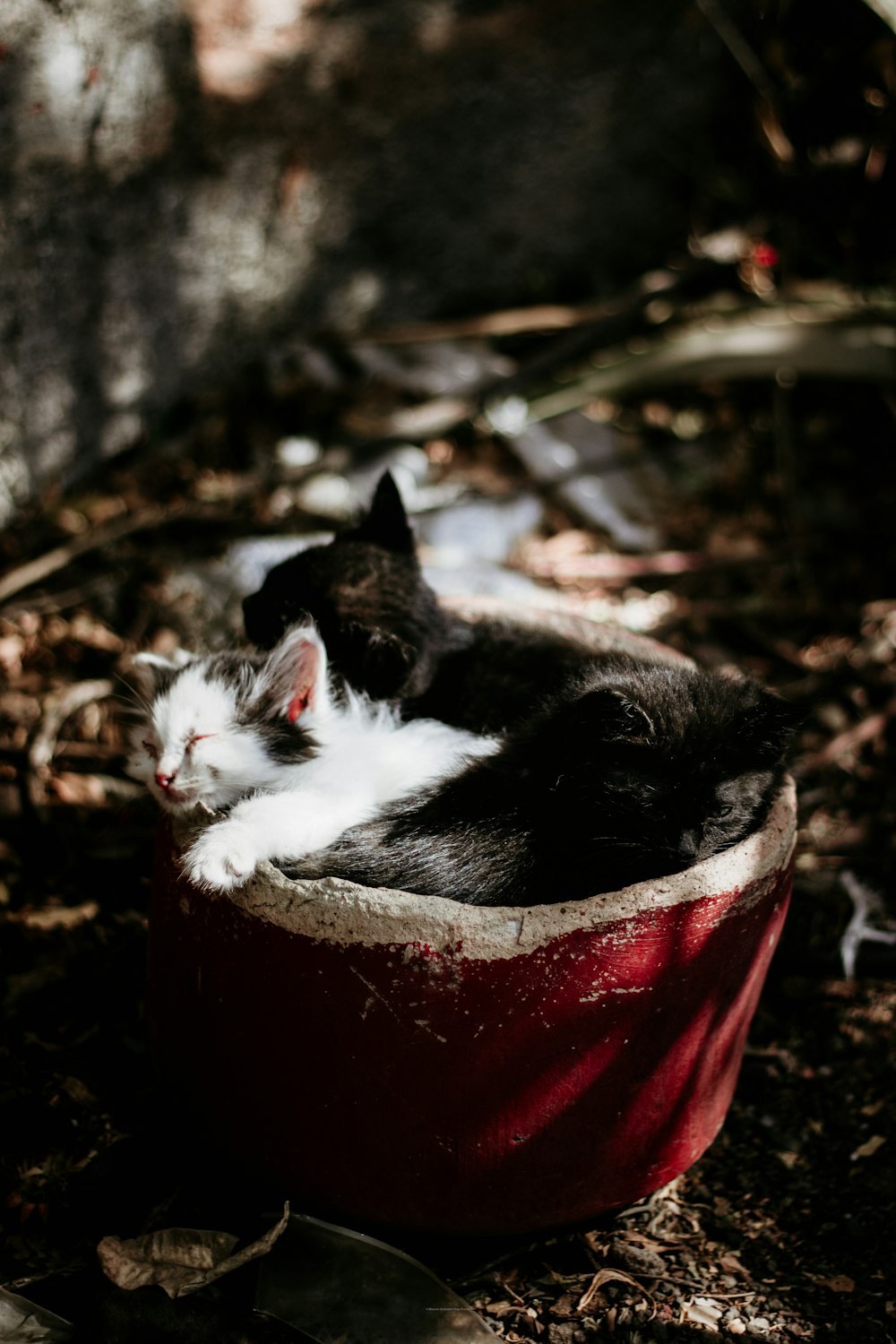 a couple of cats that are laying in a bowl