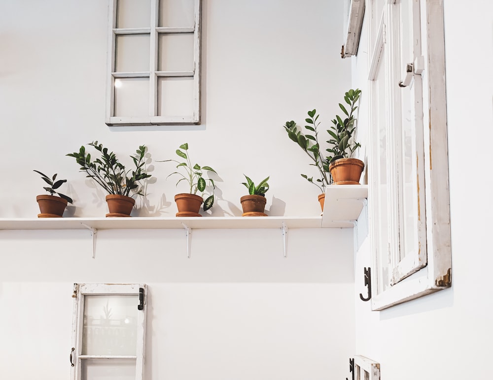 un estante lleno de plantas en macetas en la parte superior de una pared