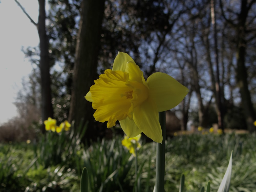 a single yellow daffodil in a field of green grass