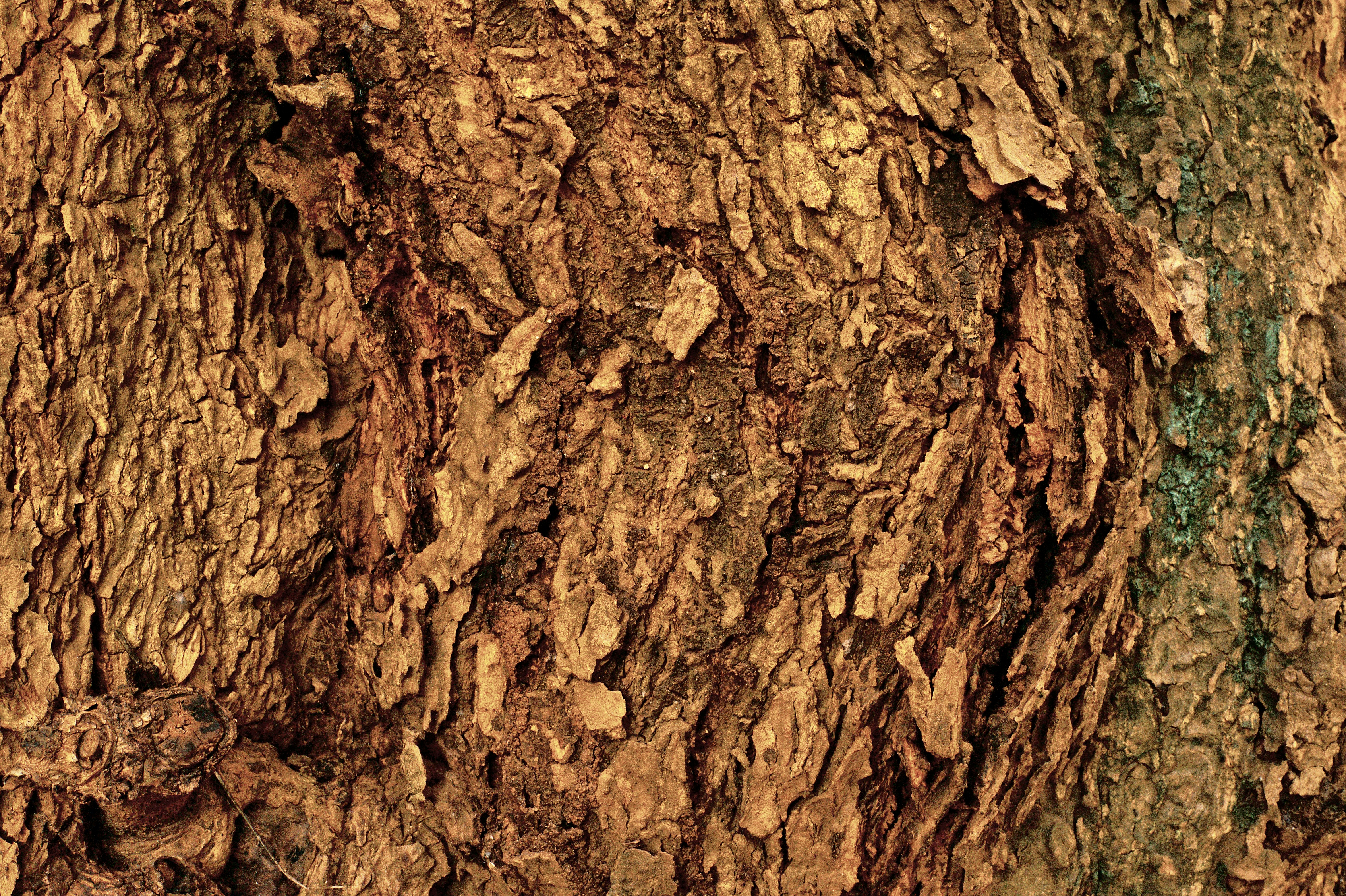 a close up of the bark of a tree