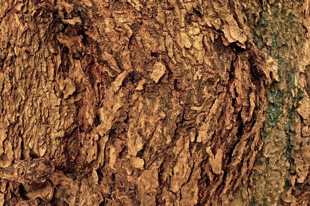 a close up of the bark of a tree