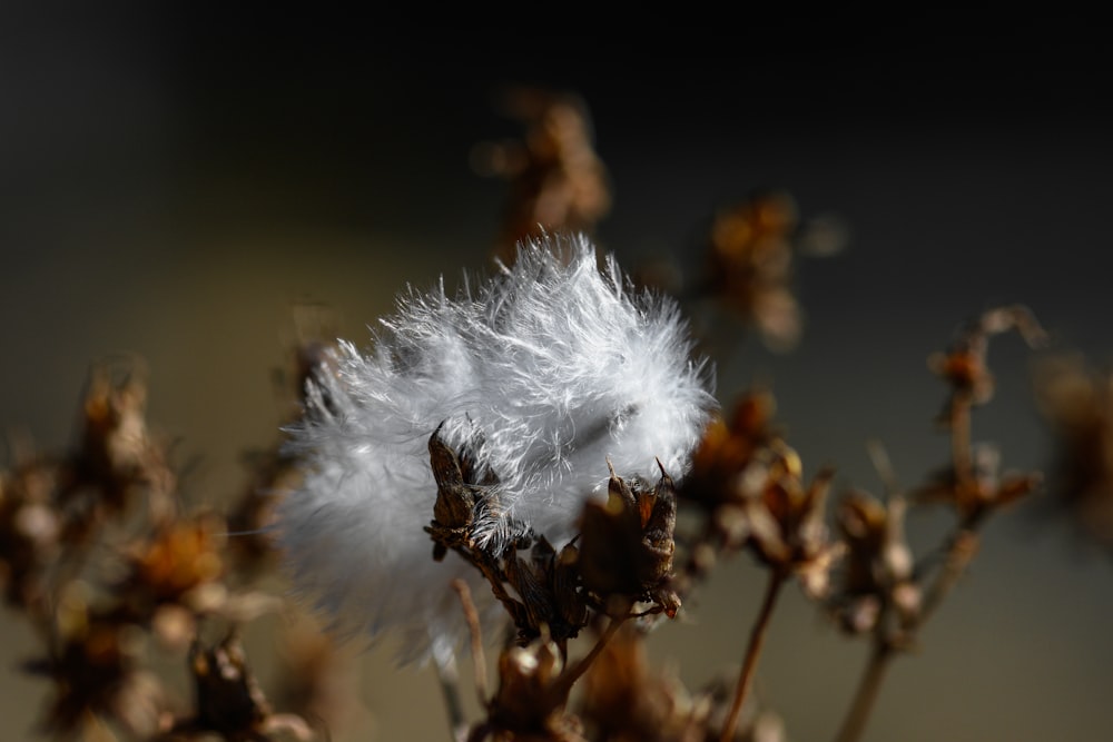 a close up of a flower with a blurry background