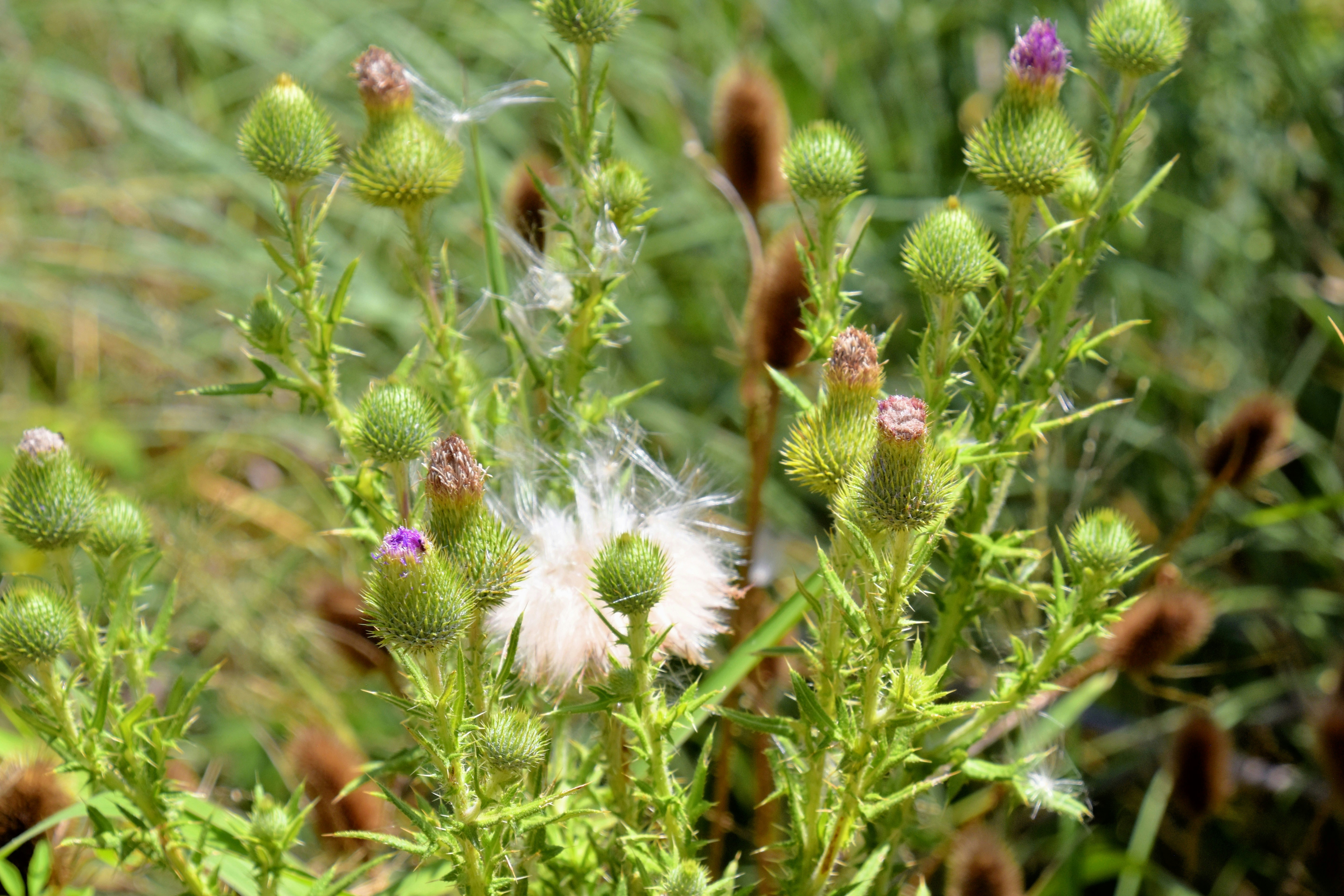 Plantas Nativas