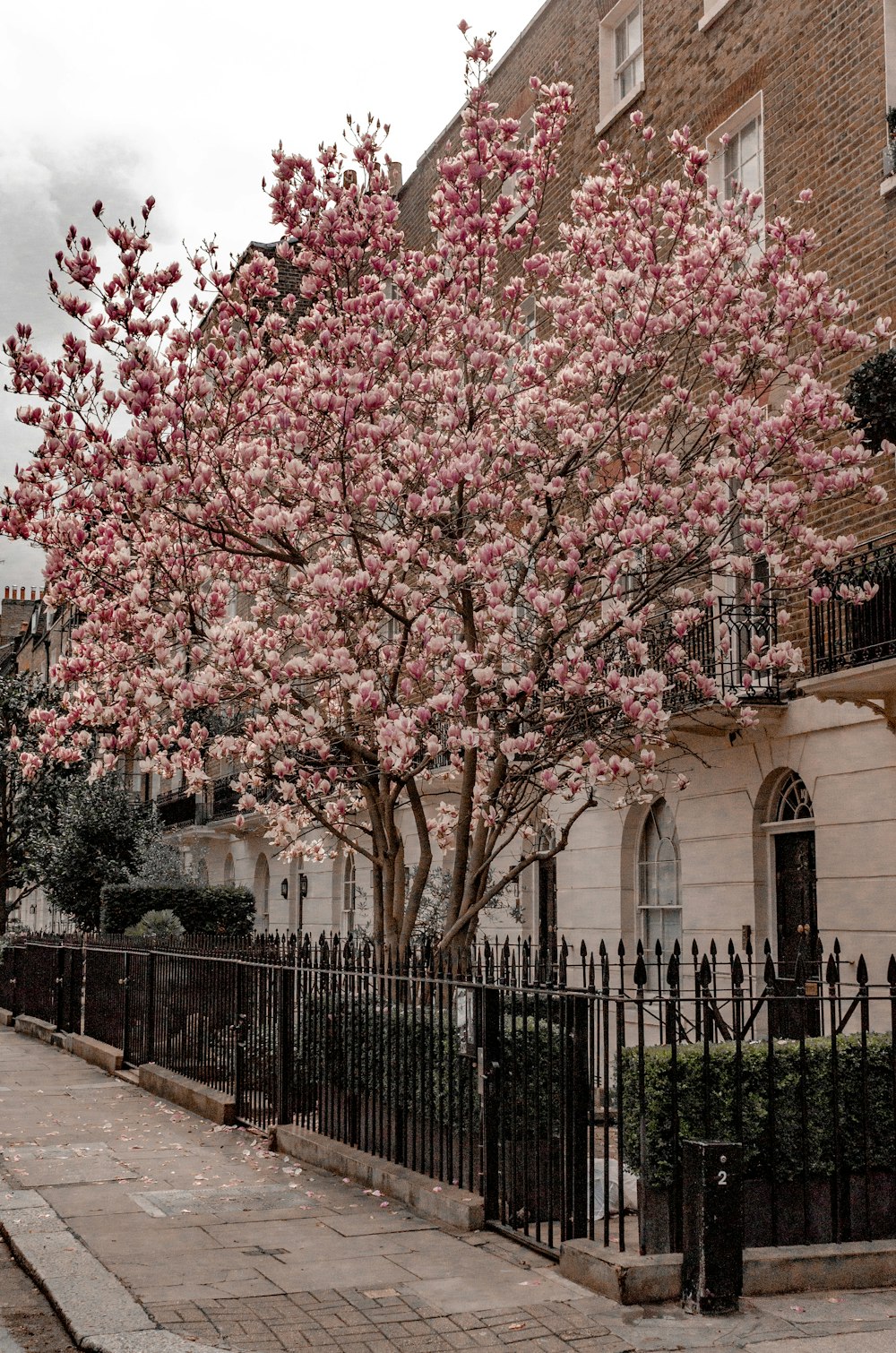 Un árbol con flores rosadas frente a un edificio