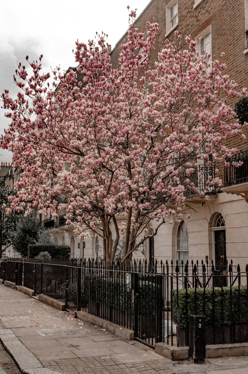 a tree with pink flowers in front of a building