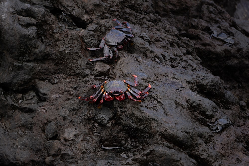 two crabs on a rocky surface in the sun