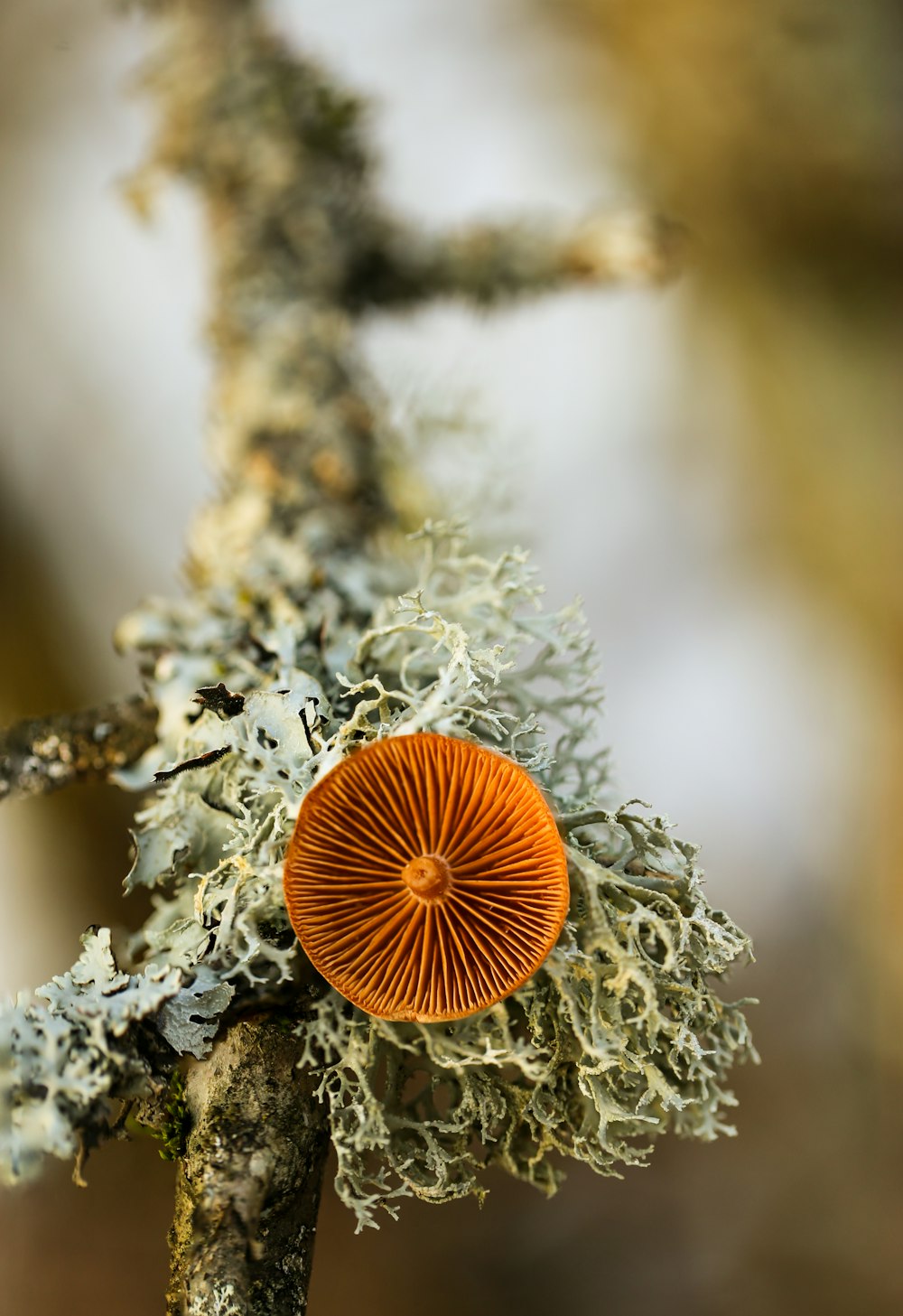 a close up of a small orange mushroom on a tree branch