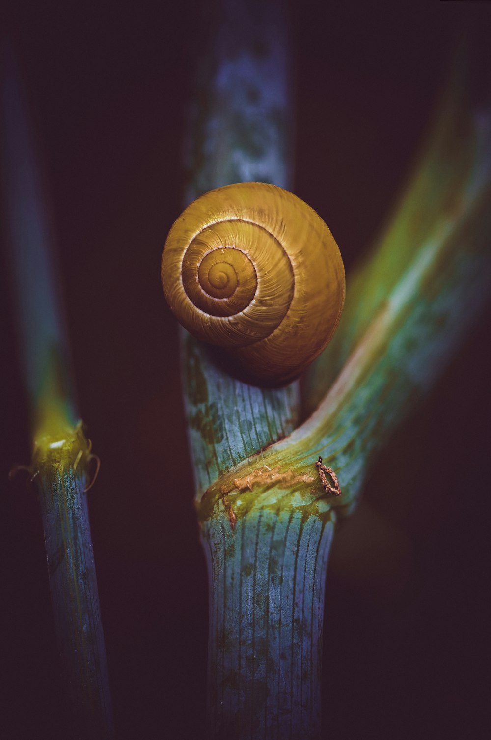 a close up of a snail on a plant