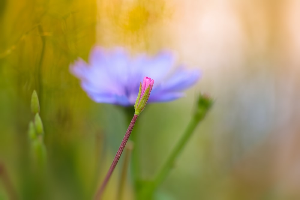 a close up of a purple flower with a blurry background