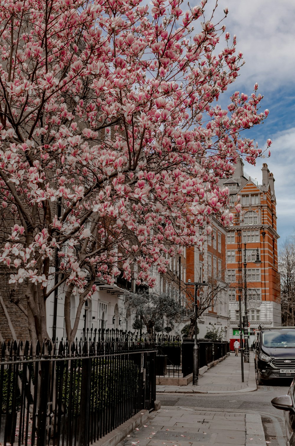 a tree with pink flowers on a city street