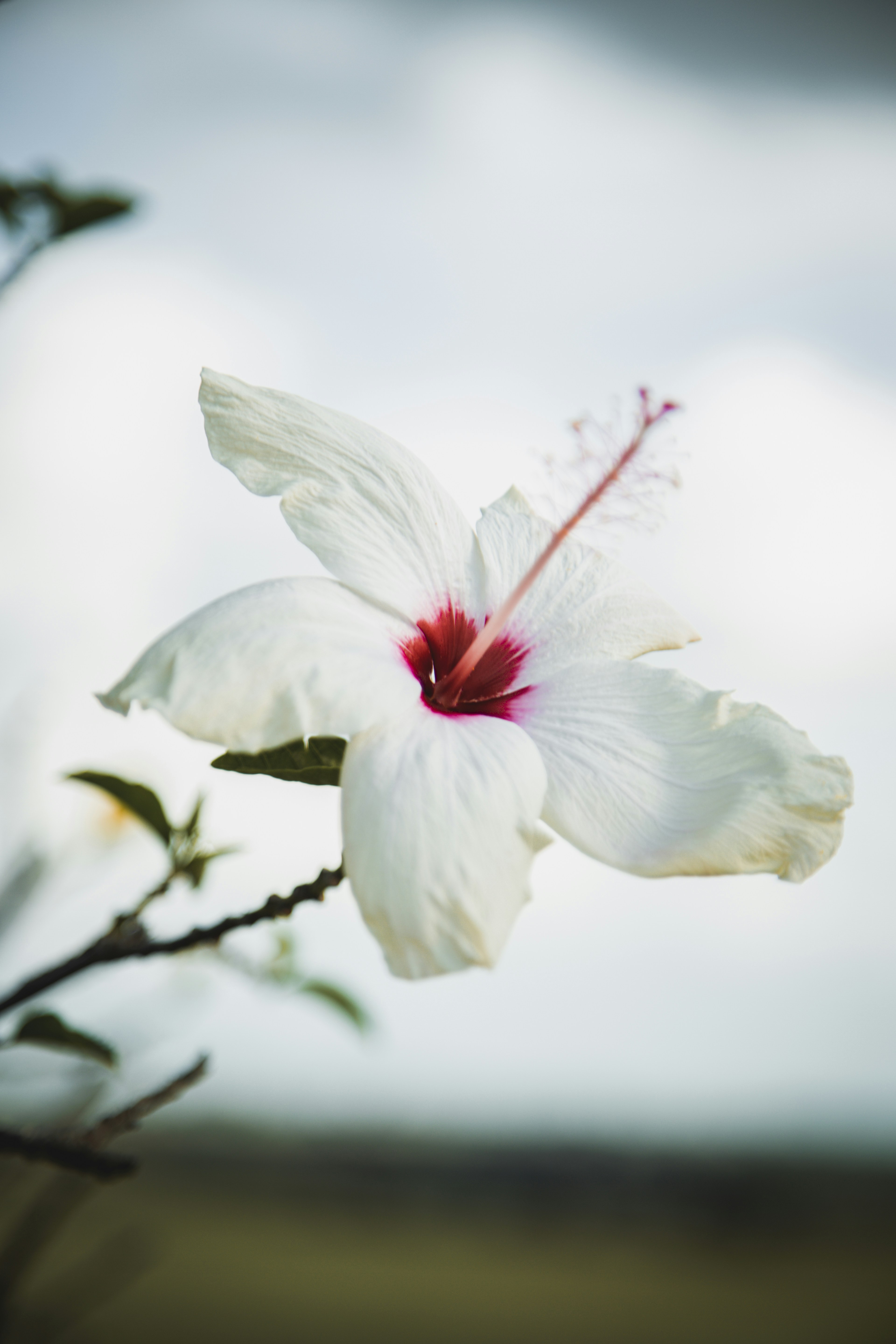 ピンクのハイビスカスの花のマクロ撮影の写真 Unsplashで見つけるハイビスカスの花の無料写真