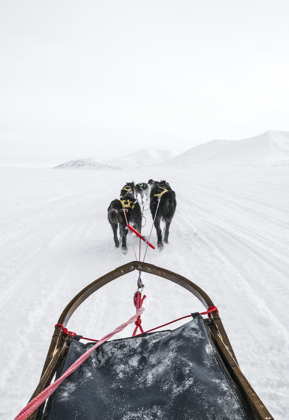 Ein paar Hunde ziehen einen Schlitten über ein schneebedecktes Feld