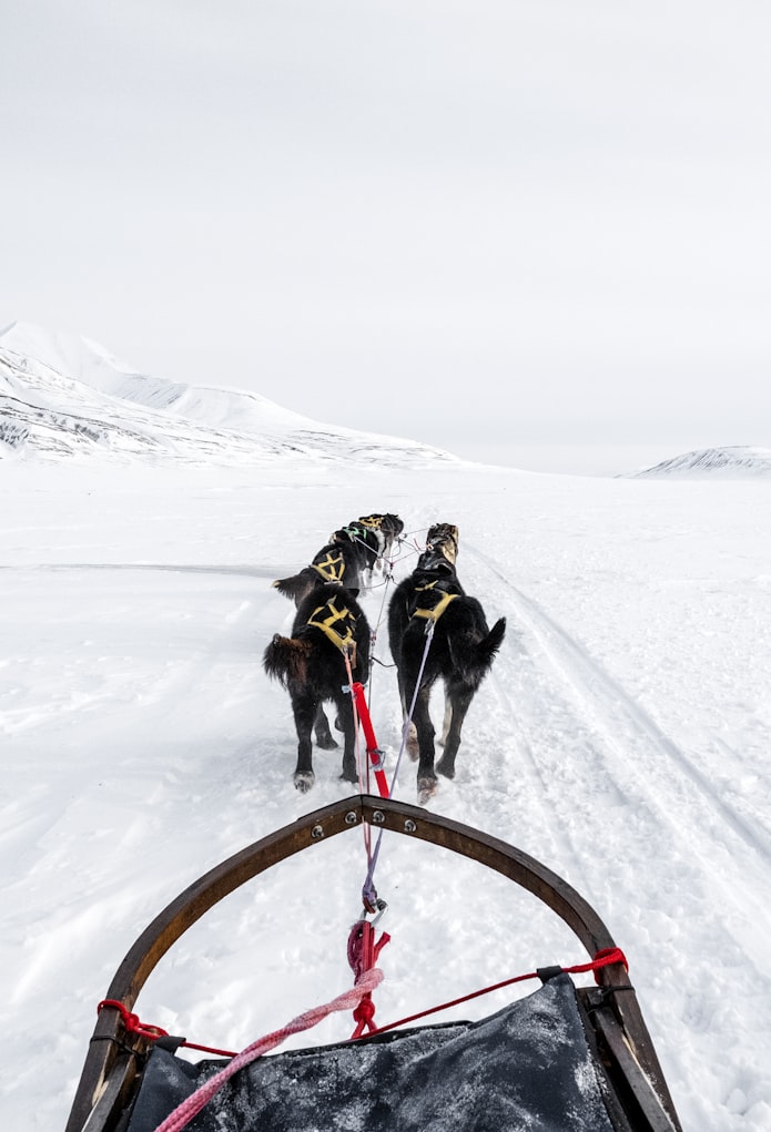 Group of dogs cooperatively pulling a sled on snowing field