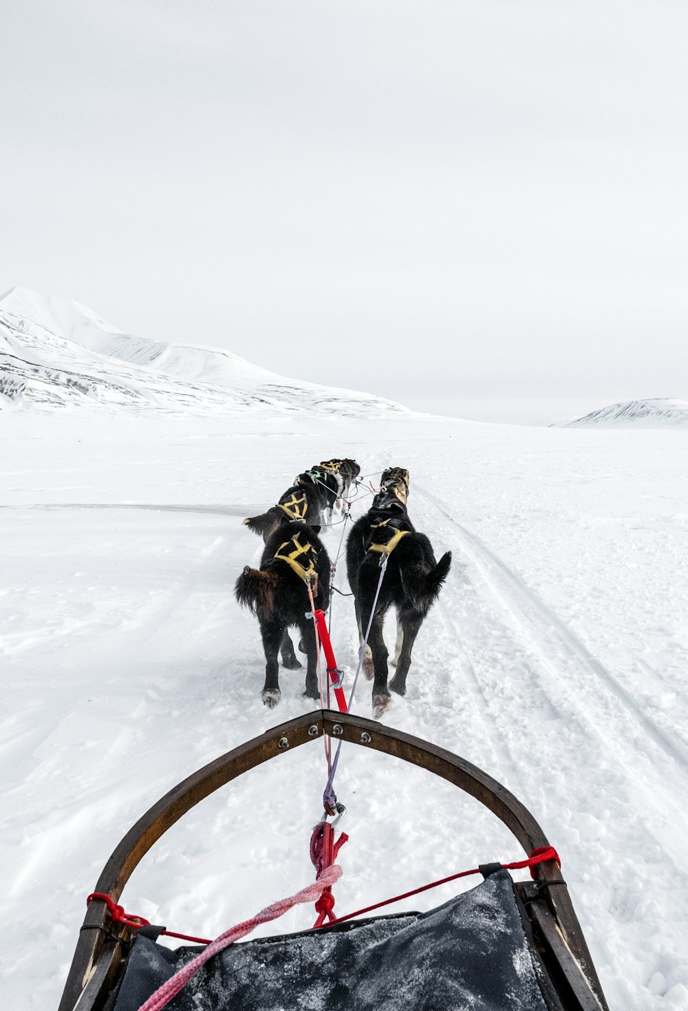 a couple of dogs pulling a sled across a snow covered field