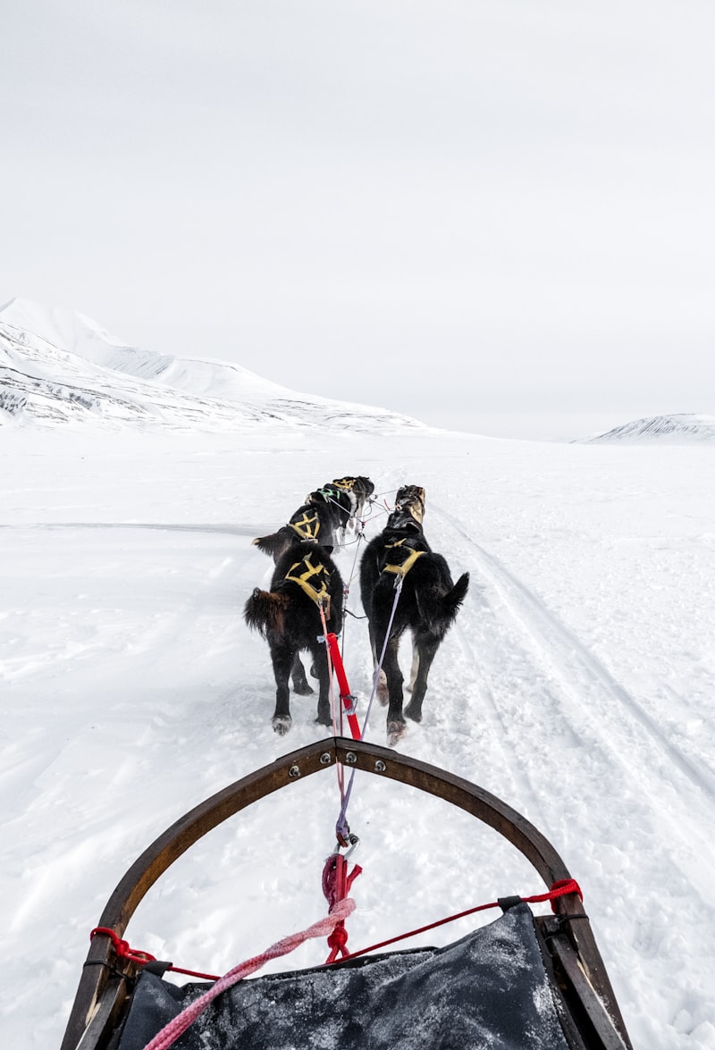 Dog sledding