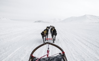 Alaskan Husky