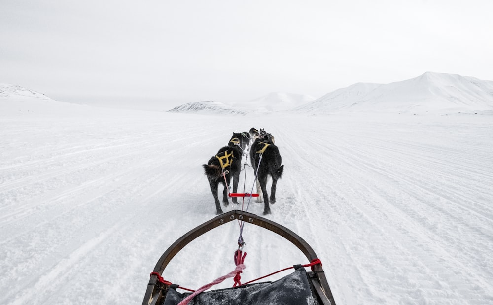 a group of dogs pulling a sled across a snow covered field
