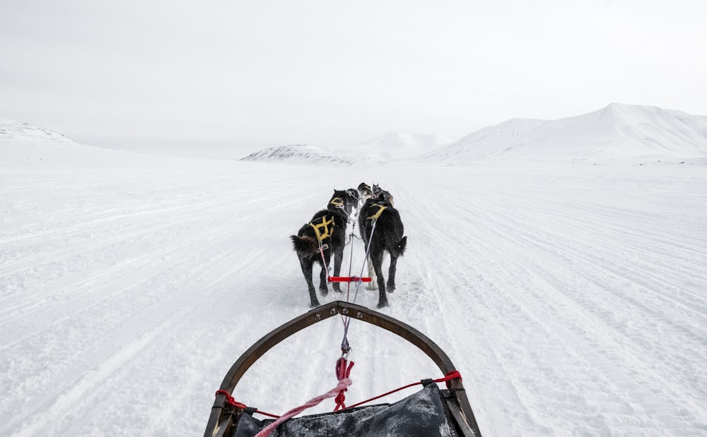 Eine Gruppe von Hunden zieht einen Schlitten über ein schneebedecktes Feld