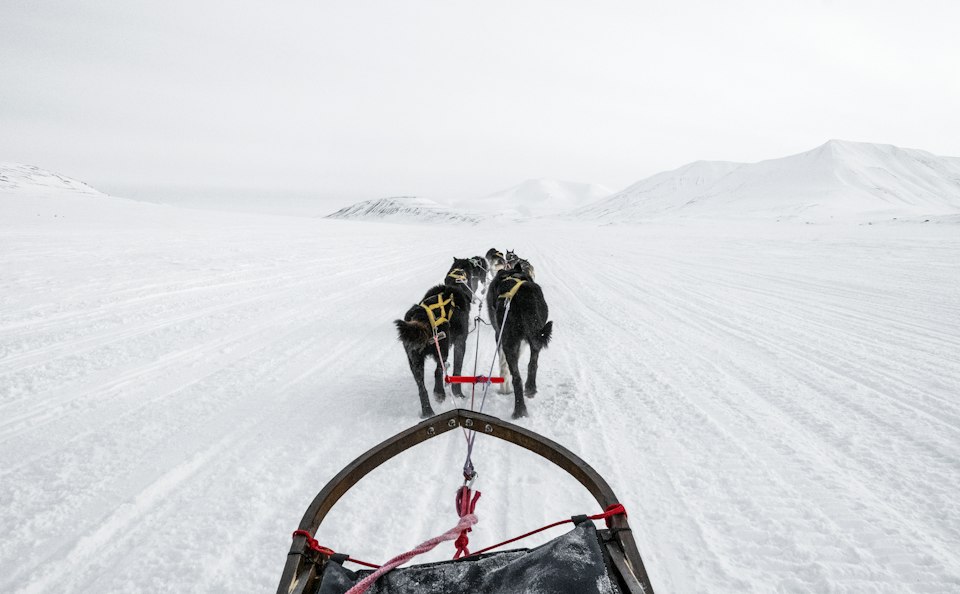 A team of sled dogs pulling a sled across a snow-covered field