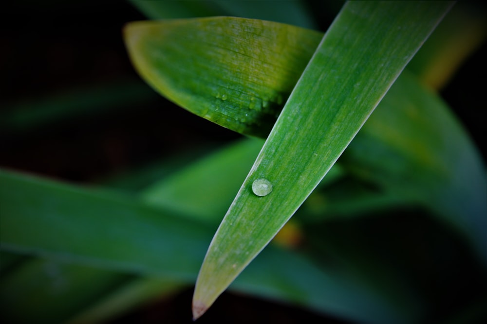 una hoja verde con una gota de agua