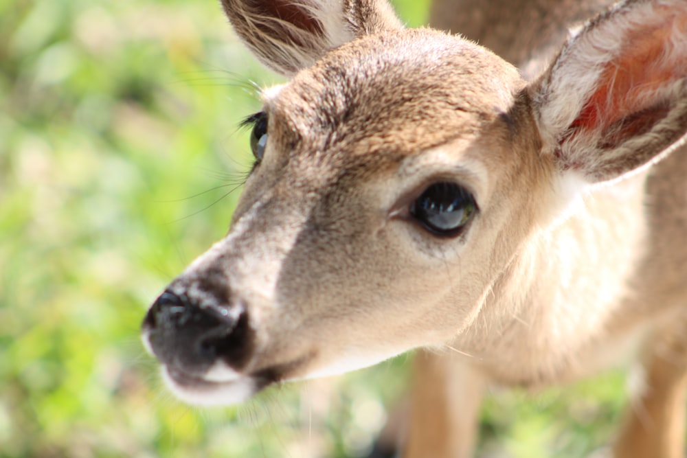 a young deer is looking at the camera