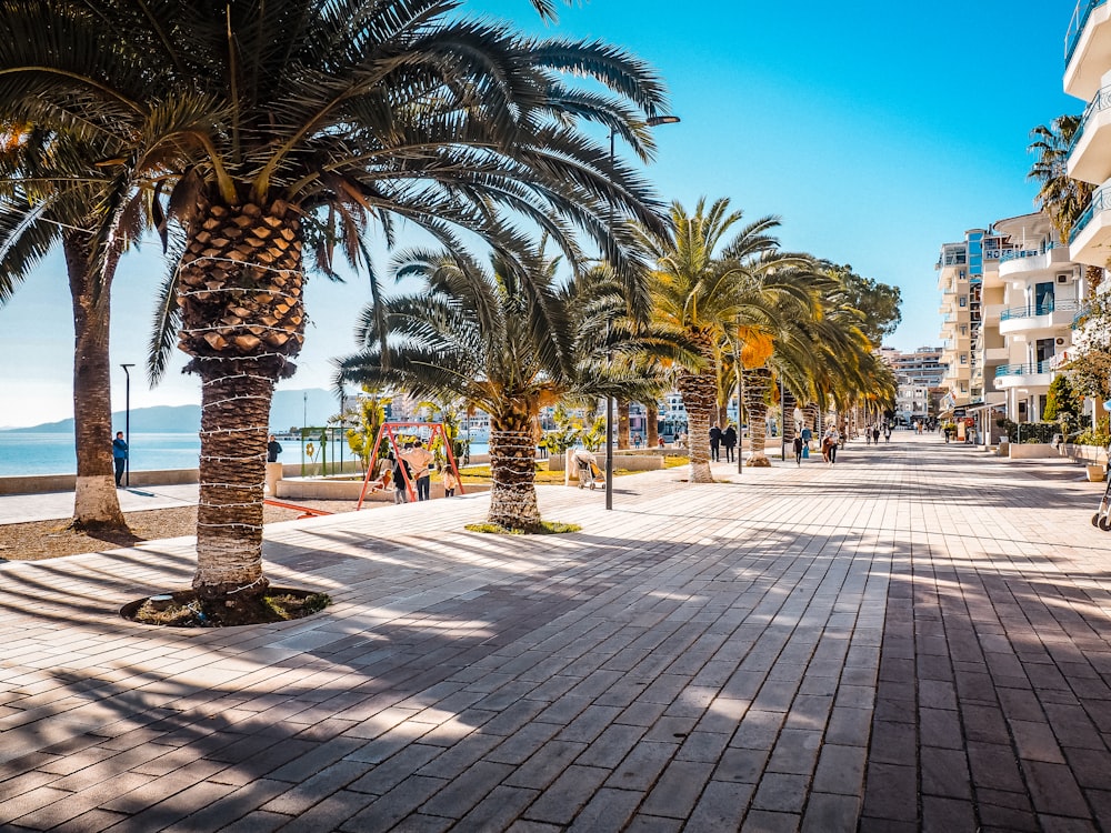 a palm tree lined street next to the ocean