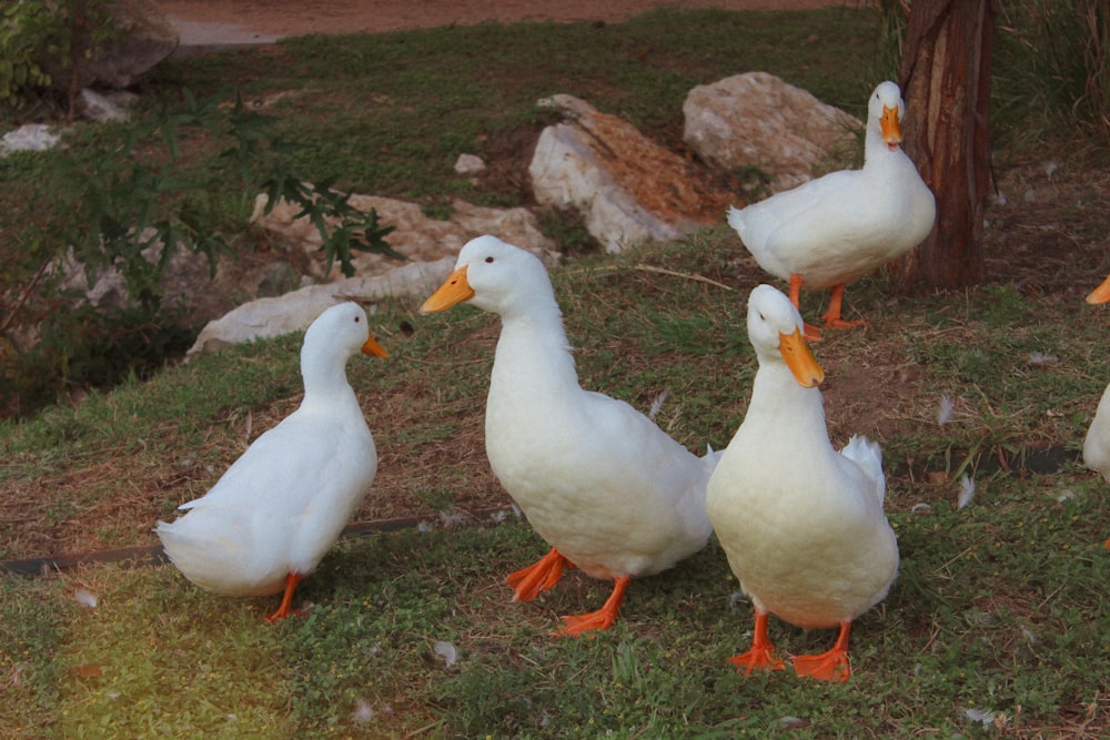 a group of ducks standing on top of a grass covered field