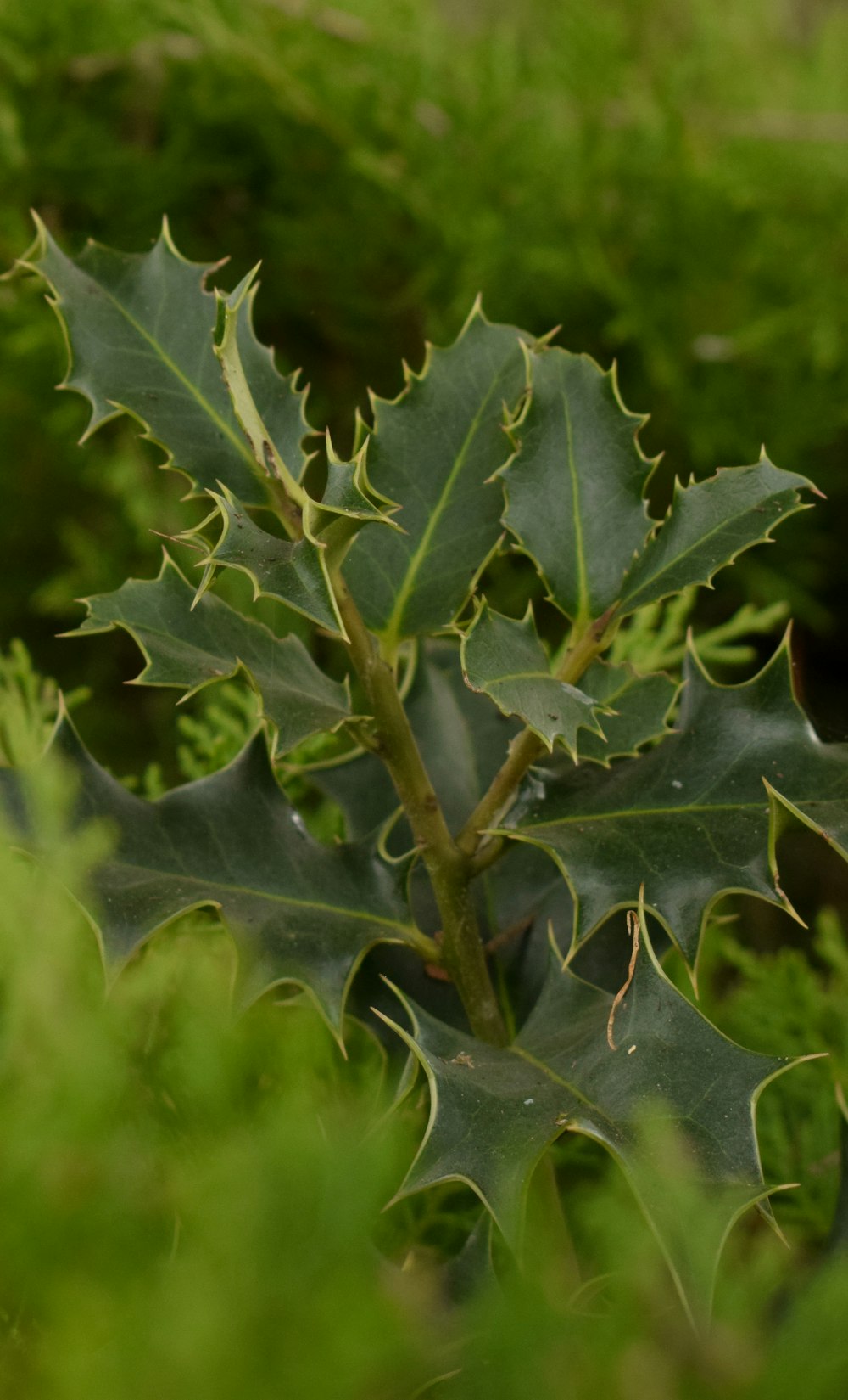 a close up of a plant with leaves