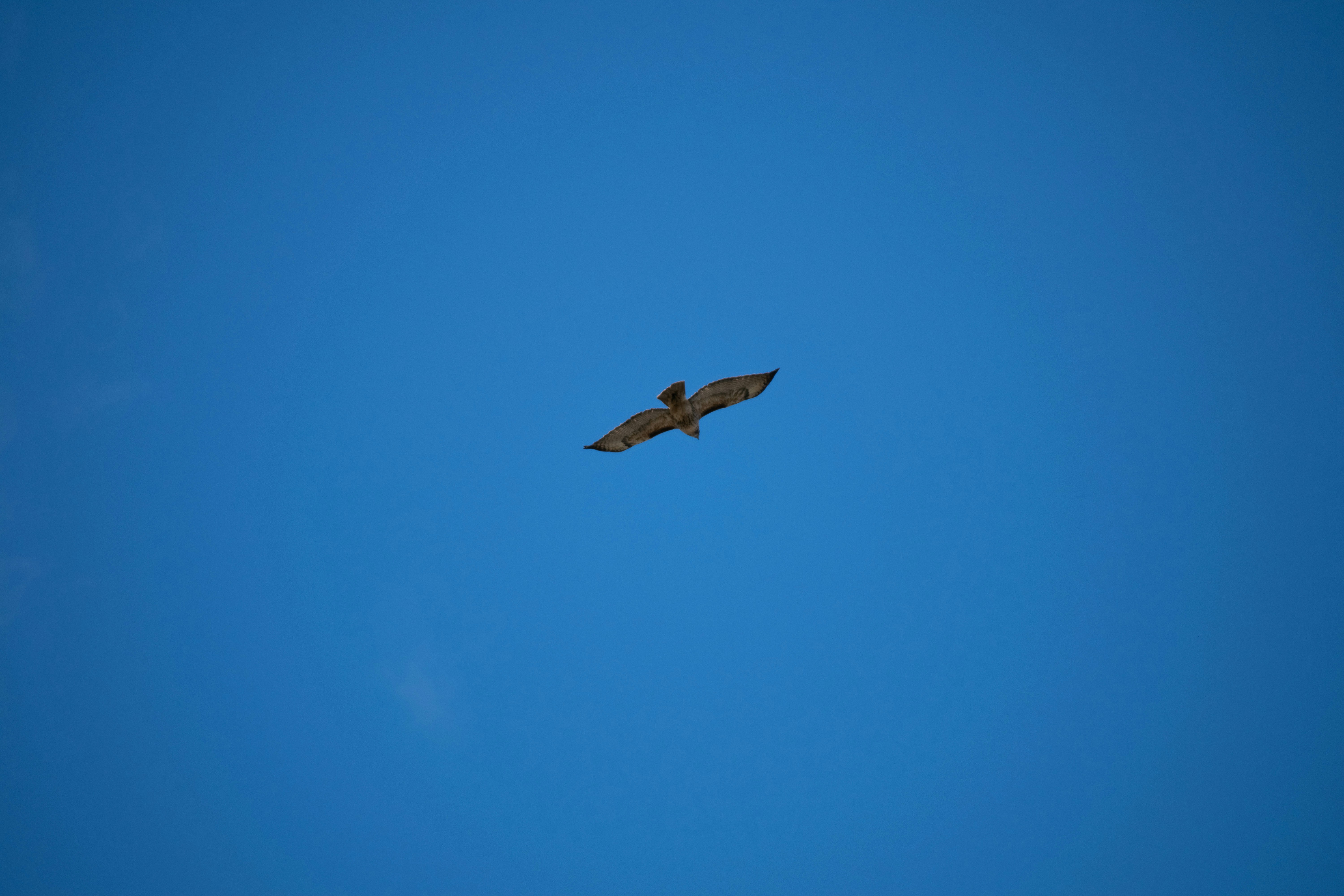 a bird flying high up in the sky