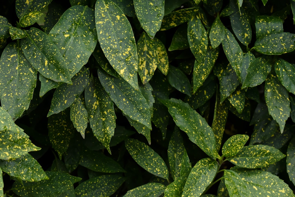 a close up of a green plant with yellow spots