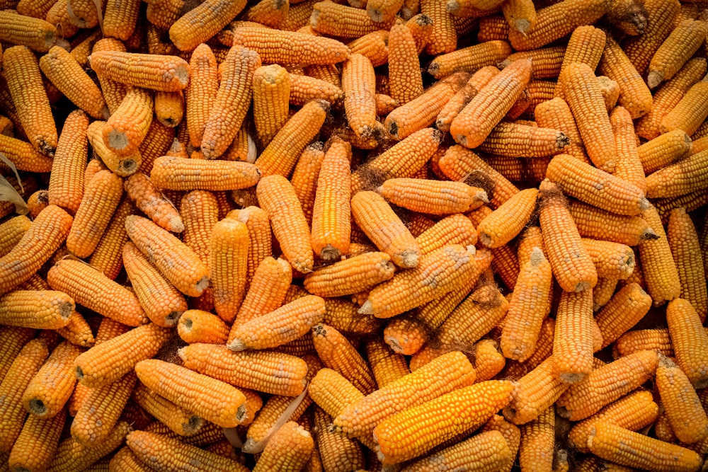 a pile of corn is shown in this image