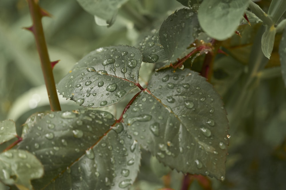 a close up of a leaf with water droplets on it