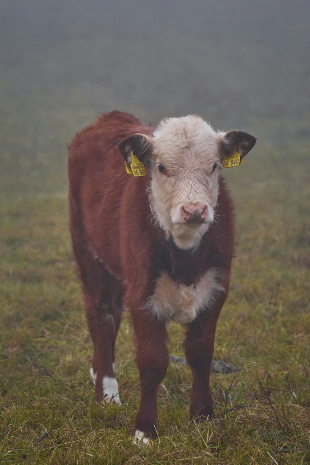 a brown and white cow standing on top of a grass covered field