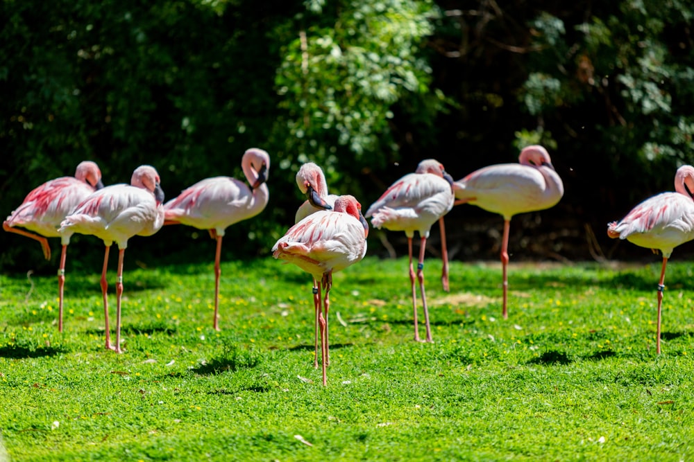 a group of flamingos standing in the grass