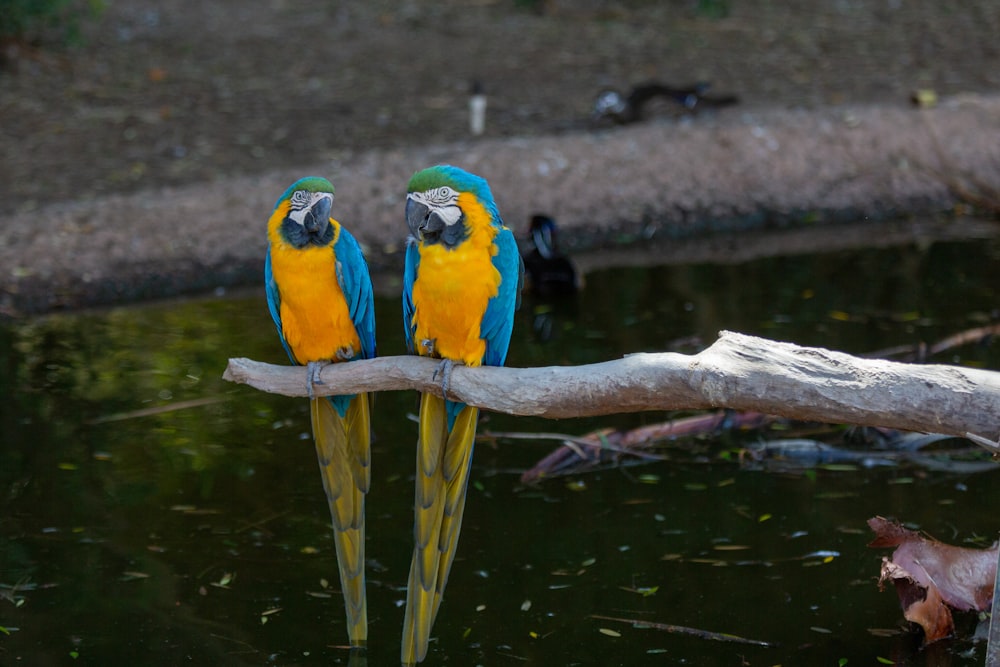 two blue and yellow birds sitting on a branch