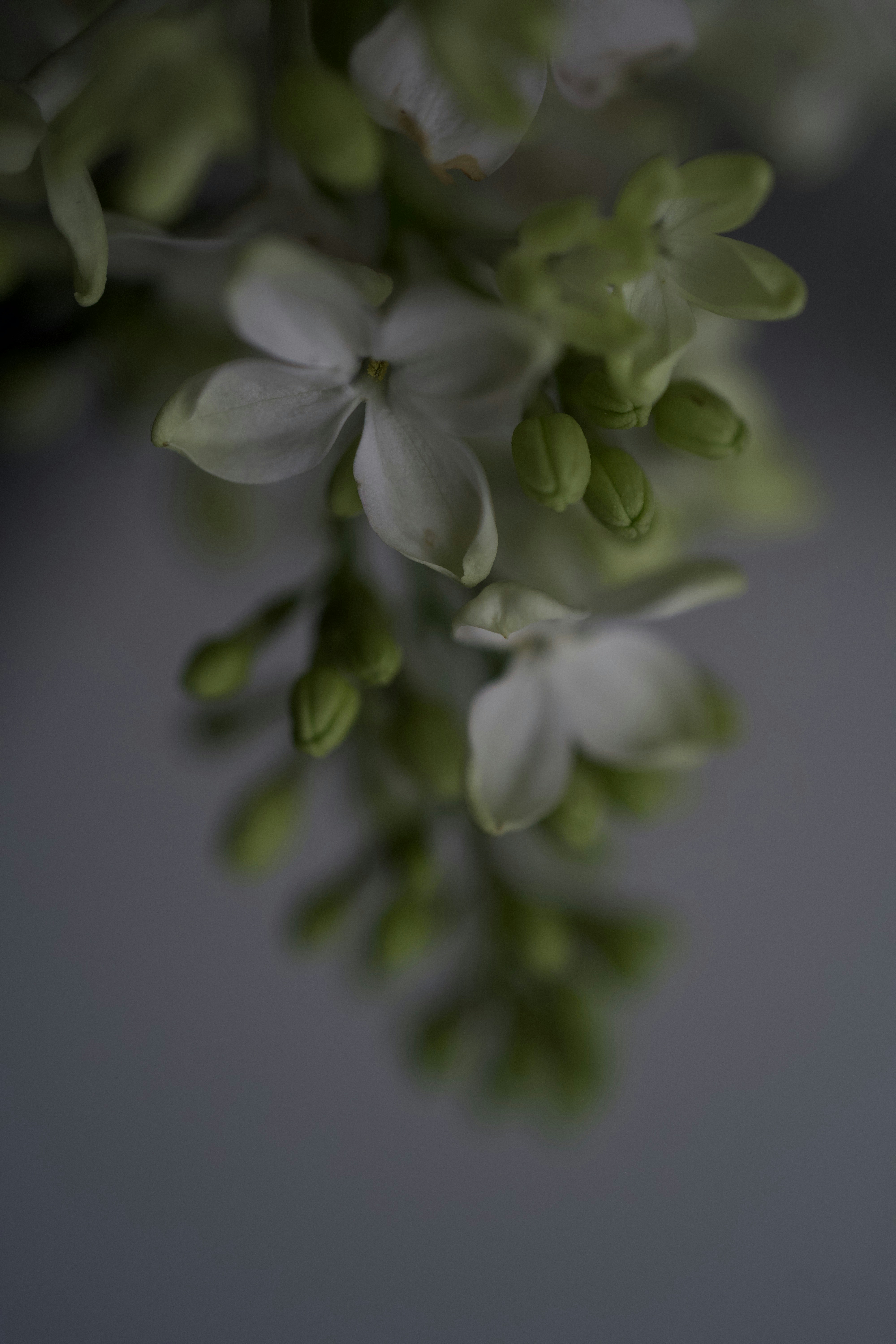 Photo by bukovskaya_i