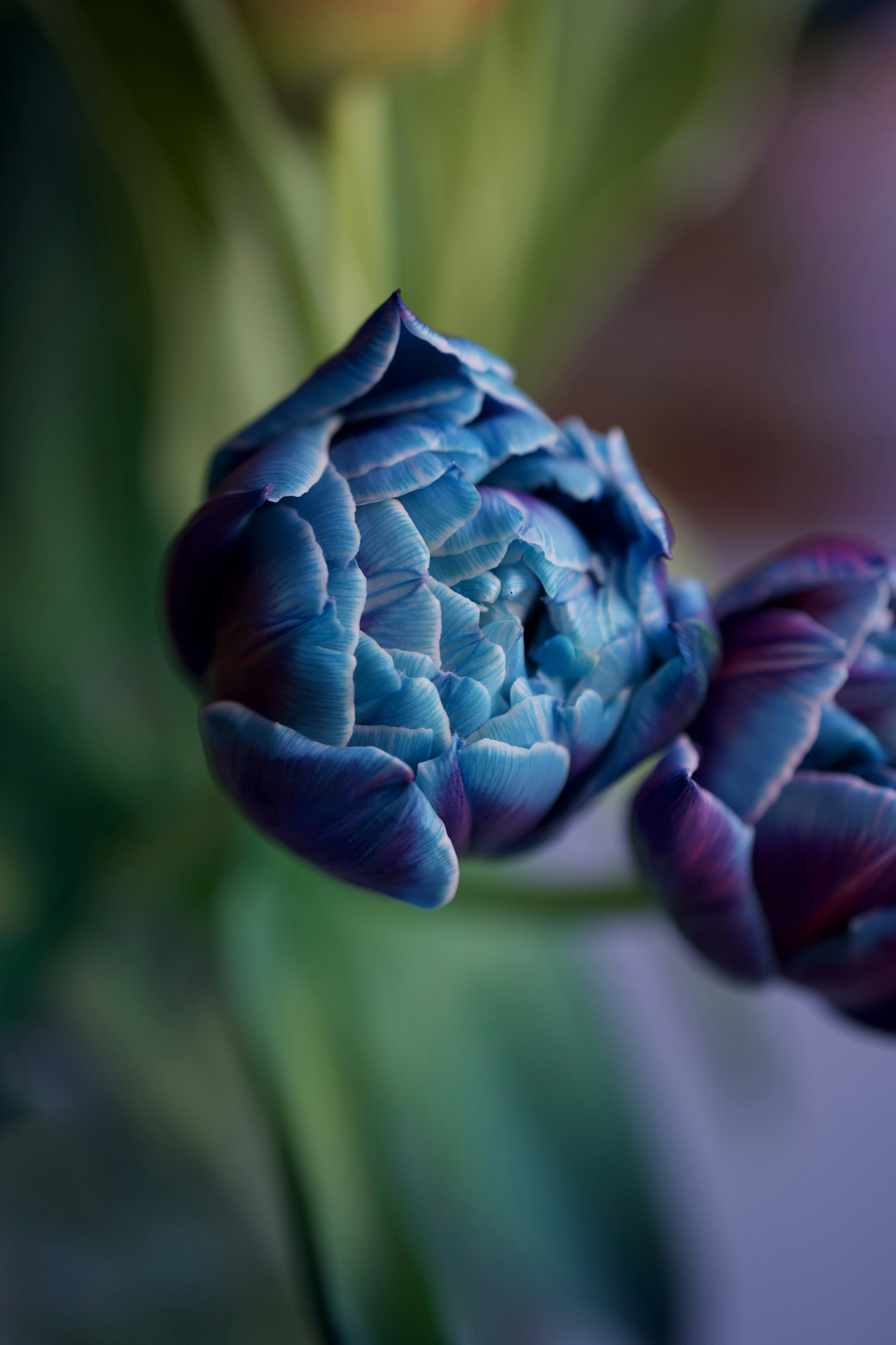 Photo by bukovskaya_i