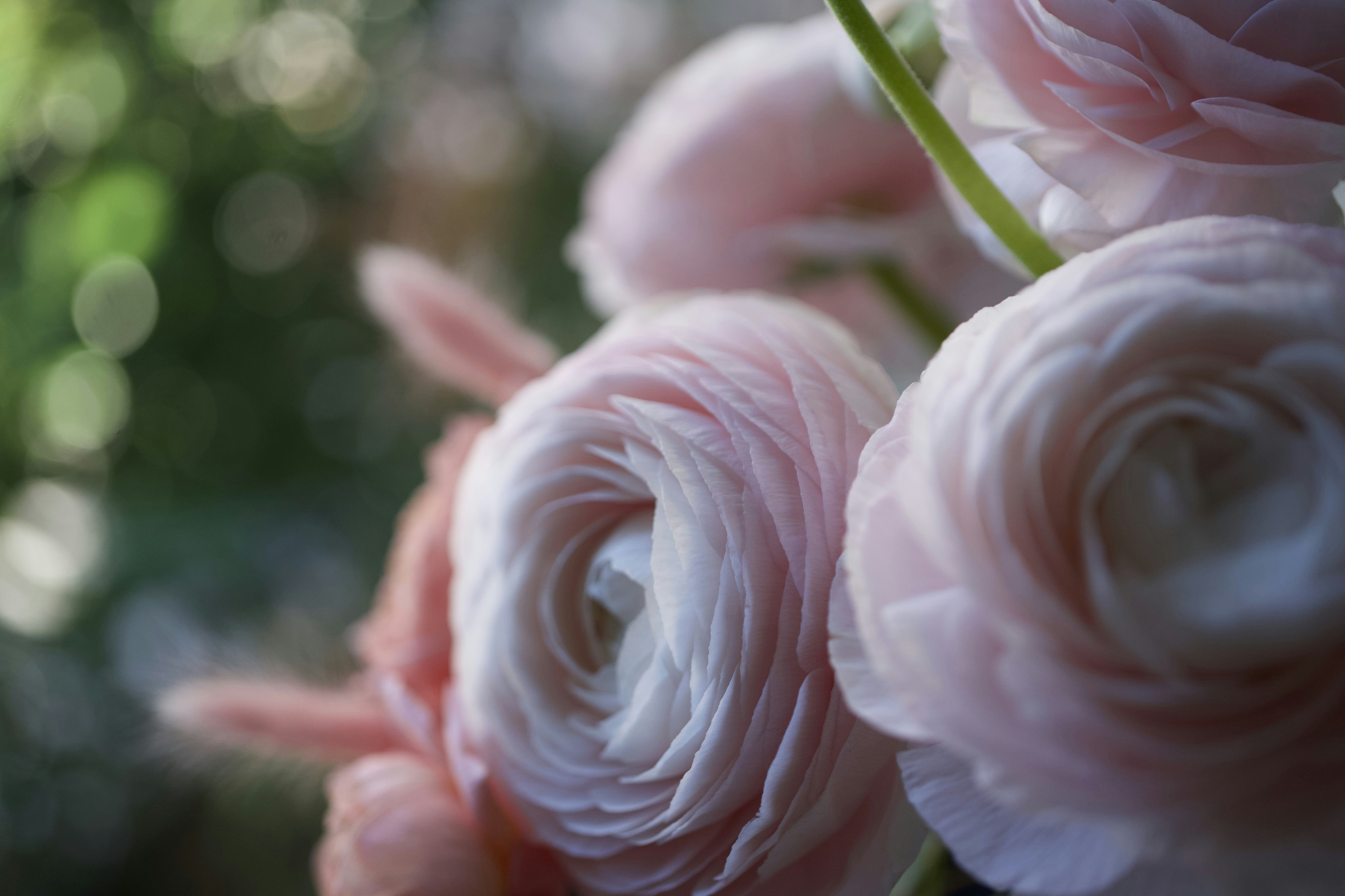 Photo by bukovskaya_i