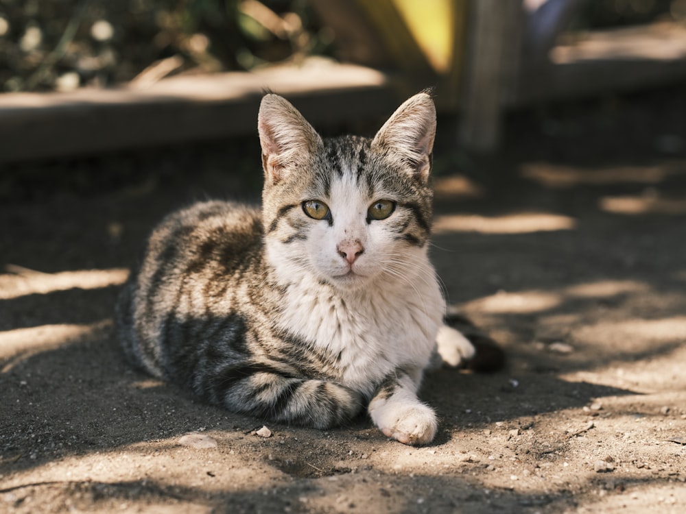 a cat sitting on the ground looking at the camera