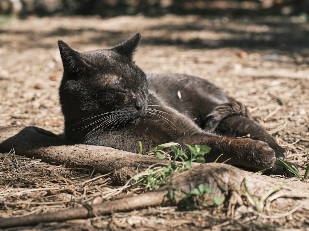 a black cat laying on the ground with its eyes closed