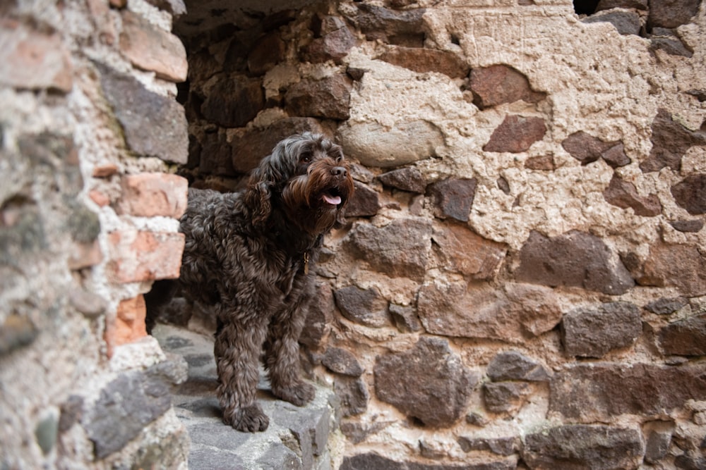 a brown dog standing on top of a stone wall