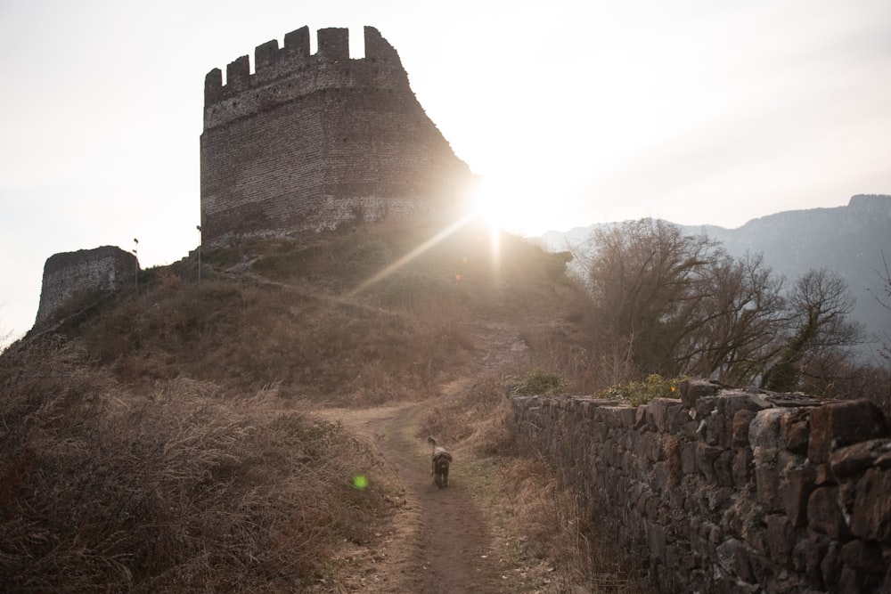 a dog is walking down a path to a castle