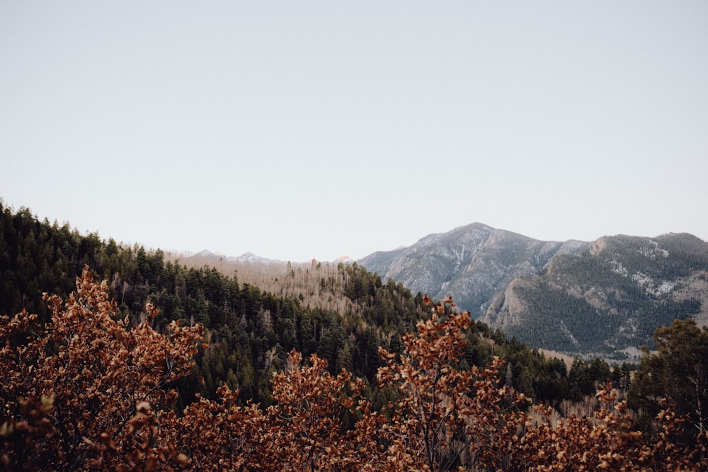 a mountain range with trees and mountains in the background