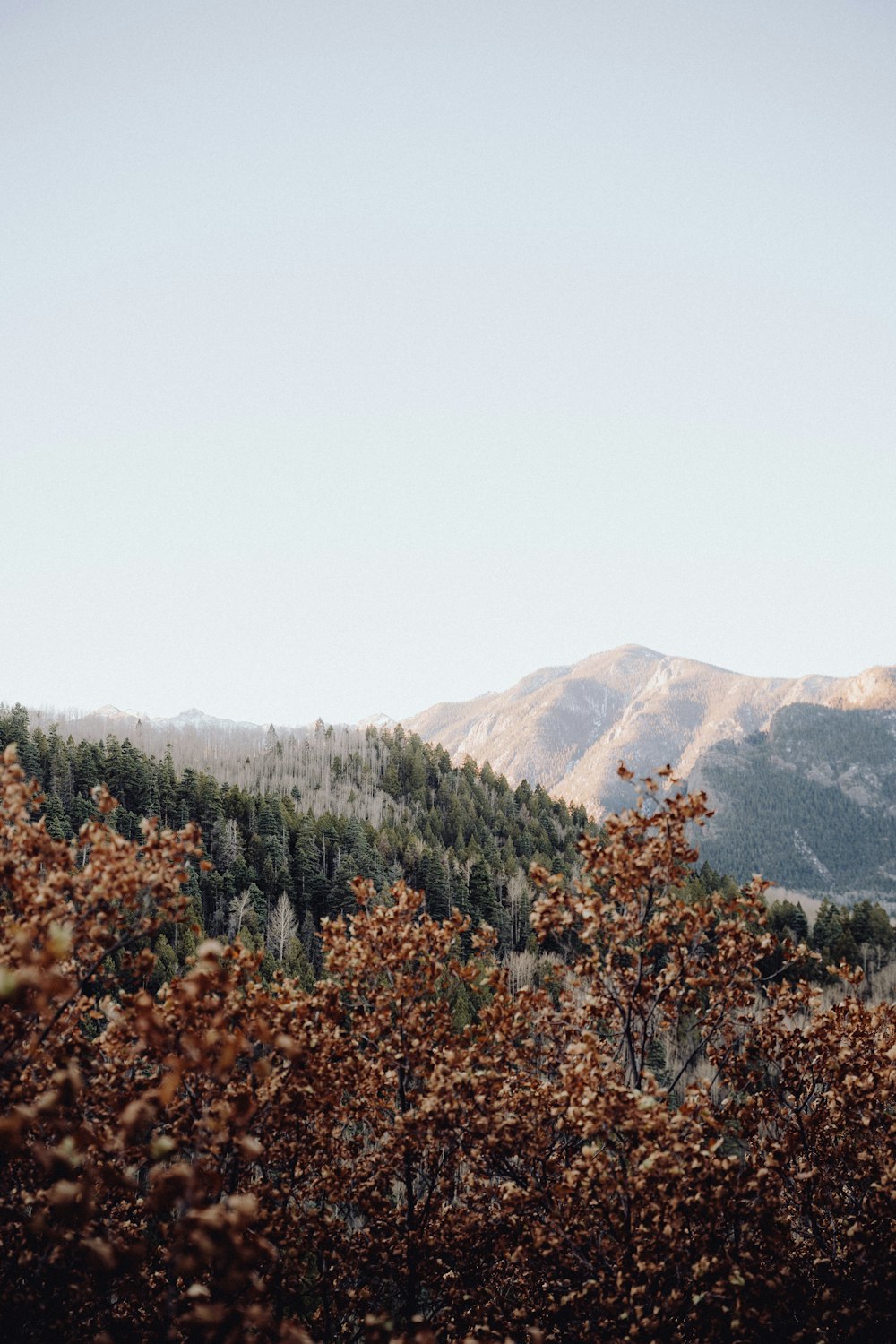 une vue d’une chaîne de montagnes avec des arbres au premier plan