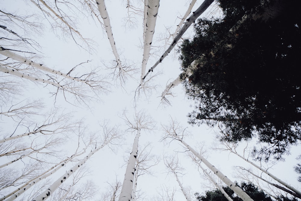 a group of tall trees standing next to each other